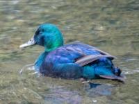 Smaragdente Männchen